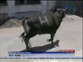 Sapi Mengamuk saat Diturunkan dari Kendaraan