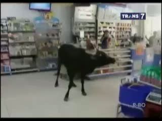 Sapi Kurban Lepas dan Masuk Minimarket