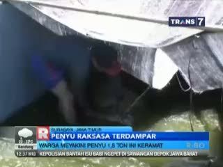 Penyu Raksasa Terdampar