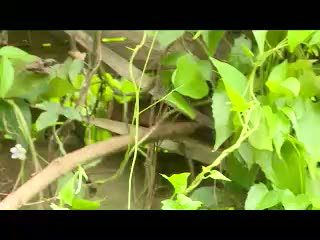 Berburu Menjinakan Kobra dan Piton Gede  