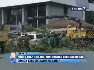 Pohon Tua Tumbang Timpa Minibus dan Gerobak Pedagang