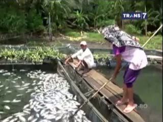Ribuan Ikan Mati, Peternak Rugi Milyaran Rupiah