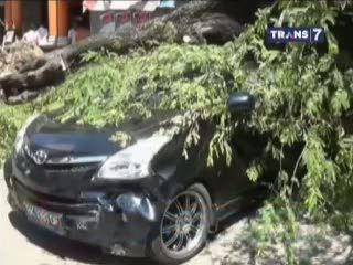 Pohon Asam Tumbang Timpa 5 Mobil