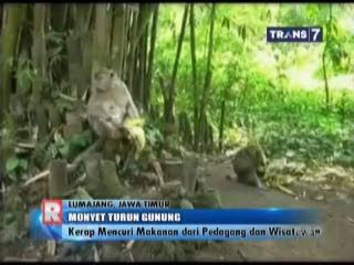 Monyet Turun Gunung, Kerap Mencuri Makanan Pedagang dan Pengunjung