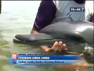 Seekor Lumba-lumba Terjaring Nelayan