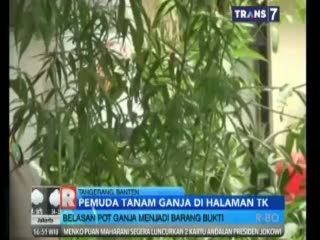 Pemuda Nekat Tanam Ganja di Halaman TK