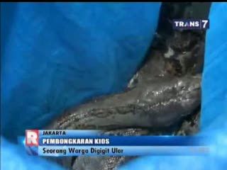Udin Digigit Ular Sanca Saat Pembongkaran Kios