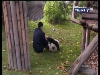 Tolak Minum Vitamin, Panda Bergulat dengan Pengasuhnya