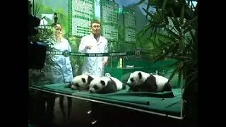 Di Usia 100 Hari, Bayi Panda Kembar Tiga Ini Kian Menggemaskan 