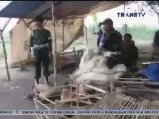 Anggota Kodim Gerebek Judi Sabung Ayam di Tengah Sawah