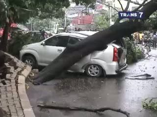 Pohon Tumbang Timpa Mobil