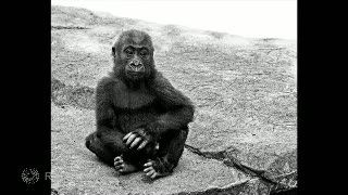 Terjepit Pintu Hidrolik, Bayi Gorila Mati Mengenaskan