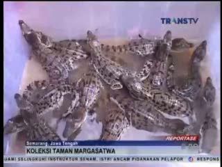 Tujuh Belas Telur Buaya Muara Menetas
