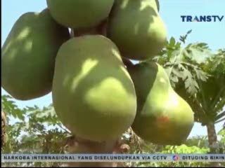 Budidaya Pepaya California yang Menggiurkan