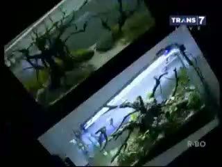 Aquascape, Cantiknya Taman Hias dalam Air