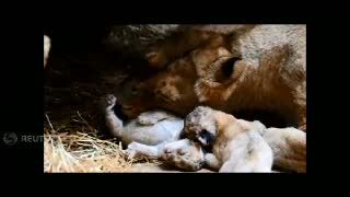 Langka, Singa Putih Lahir di Kebun Binatang Omaha