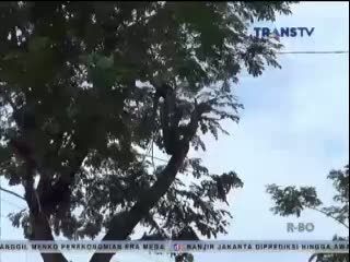 Tersengat Saat Hendak Pangkas Pohon