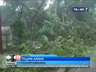 Hujan dan Angin Membuat Pohon Bertumbangan