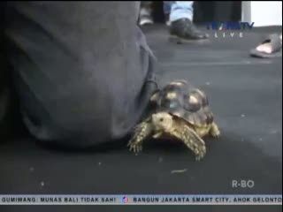 Lomba Adu Cepat Kura-Kura