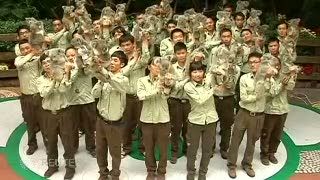 Cerita Koala Lima Generasi di Negeri Tirai Bambu 