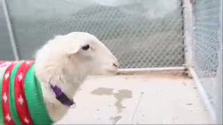 Domba Berkostum Natal Berkeliaran, Punya Siapa?