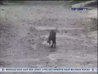 Warga Resah Rumahnya Diserang Monyet
