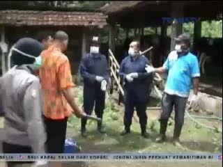Antraks Serang Ternak Milik Warga