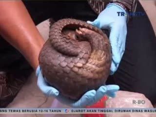 Pedagang Online Hewan Langka Ditangkap