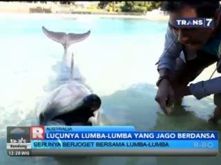 Lucunya Lumba-lumba yang Jago Berdansa