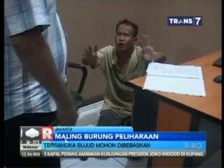 Takut Babak Belur, Maling Burung Sembah Sujud Mohon Dibebaskan