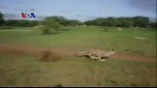 Sulitnya Membuat Robot Secepat Cheetah