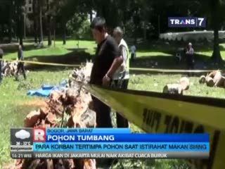 Kronologis Pohon Tumbang di Kebun Raya Bogor yang Tewaskan 4 Orang