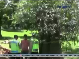 Tertimpa Pohon Damar di Kebun Raya Bogor, 4 Karyawan Tewas 