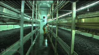 Empat Pemuda Rintis Budi Daya Jamur di Palestina