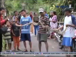 Dua Ekor Ular Piton Pemangsa Unggas Ditangkap Warga