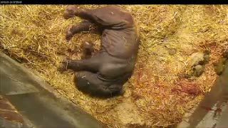 Inilah Bayi Badak Pertama Setelah 35 Tahun Terakhir