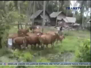 Kejar-kejaran Satpol PP dengan Sapi