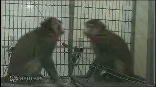 Monyet Penyembuh Autisme