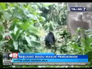 Beruang Madu Masuk Pemukiman