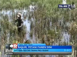 Banjir, Petani Panen Dini