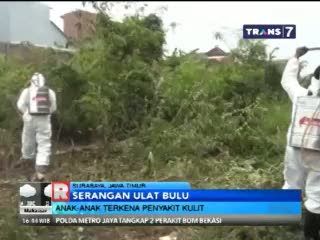 Ulat Bulu Serbu Pemukiman Warga