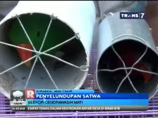 Penyelundupan Ratusan Satwa Langka Asal Papua Digagalkan