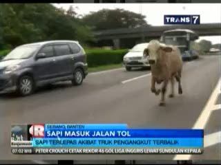 Sapi Masuk Jalan Tol Akibat Truk Pengangkut Terbalik