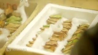 Kupu-kupu Raja Penghuni Baru Kebun Binatang San Diego