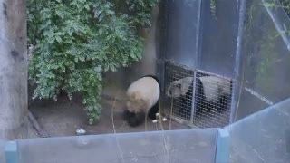 Valentine yang Tertunda, Sepasang Panda ini Baru Memadu Kasih di Bulan Maret