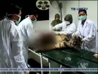 Seekor Harimau Sumatera Ditemukan Mati