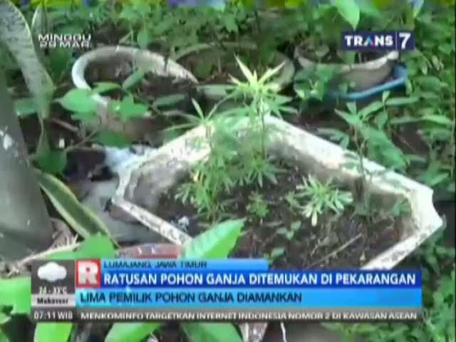 Ratusan Pohon Ganja Ditemukan di Pekarangan, 5 Orangn Diamankan