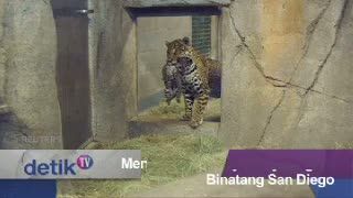 Menggemaskannya Bayi Jaguar di Kebun Binatang San Diego