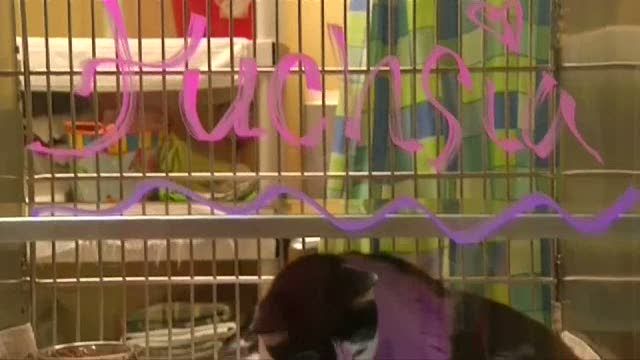 Kucing Berbulu Ungu Ini Butuh Pengasuh, Anda Mau?