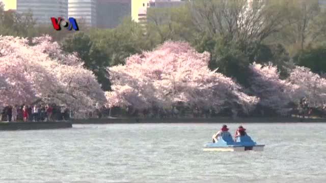 Menanti Sakura Mekar di Amerika 